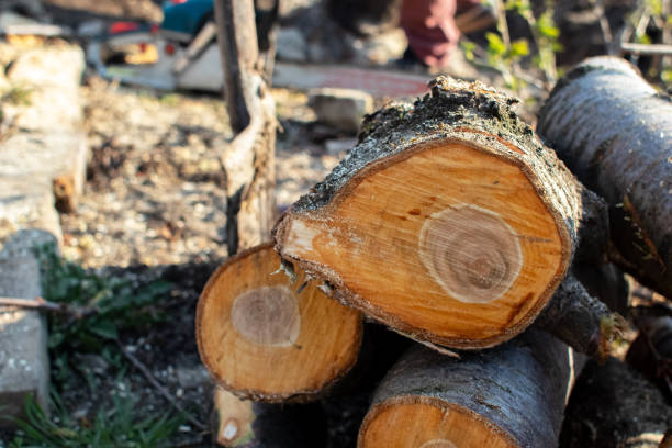 Best Tree Trimming and Pruning  in Atlanta, TX